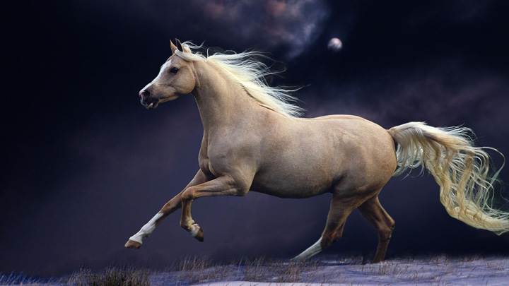 Princess I Am Coming